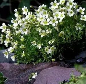 Saxifraga arendsii ‘Pixie White’