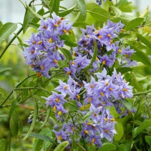 Solanum jasminoides