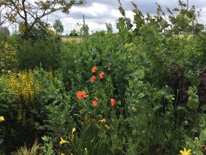 Le Jardin de Willy Dewulf en Belgique