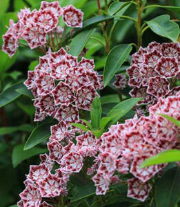Le Jardin de Marie Thérèse Bleuzen à Briec sur Odet (29) en 2024