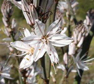 Plante du mois d’avril 2024 – L’asphodèle