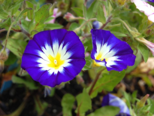 Plantes du mois de mars 2024 – Les ipomées