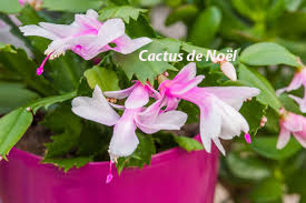 Plantes du mois de décembre 2024