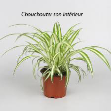 Plantes du mois de février 2025