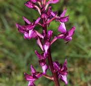 Plantes du mois de septembre 2024 – Les orchidées