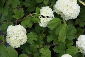 Plantes du mois de novembre 2024