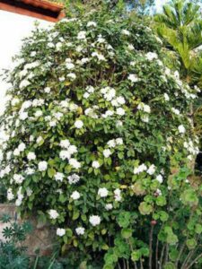 Plantes du mois de février 2024 – Les viburnums