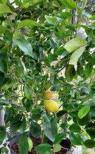 Atelier  Greffage d’agrumes