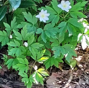 Le Jardin de Jacqueline en 2025 à Saint Jean Brévelay (56)