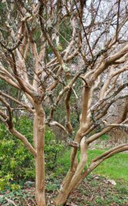 Le Parc botanique de Cornouaille à Combrit (29)