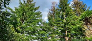 Le Parc floral de Boutiguéry en 2025 à Gouesnac’h (29)