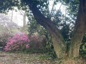 IMG_7793 bd