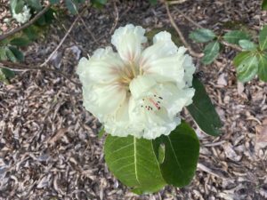 IMG_7807 bd