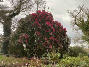 IMG_7825 bd