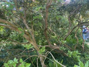 carre IMG_8031bd