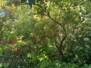 carre IMG_8036bd