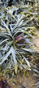 Atelier Sortie nature : Découverte des algues