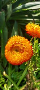 20250519_Laurisyle.bd.vert.103959