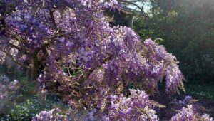 Le Jardin de l’Atelier à Perros Guirec (22)