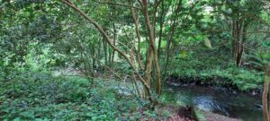 Le Conservatoire National Botanique de Brest (29) et la Fête des Plantes