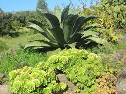 Le Jardin botanique de la Laurisylve à Le Palais – Belle Ile (56)