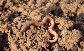 La Ferme lombricole du Pays de Josselin à Lanouée (56)