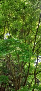 vert 20250429_153404 bd