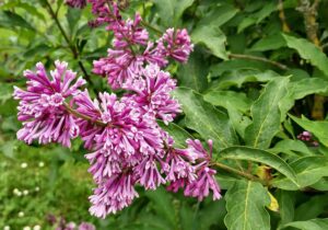 Les Jardins de Brocéliande à Bréal sous Montfort (35)