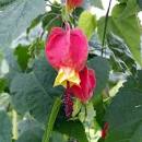 Plante du mois de septembre 2025 : l’abutilon