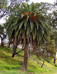 Conférence du 6 décembre : Annick Saives – Les Palmiers