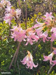 Plante du mois de décembre 2025 : les amaryllidacées