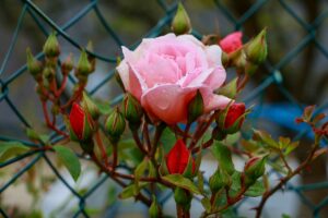2026 05 18 Plouhinec 13 bd