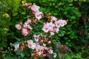 2026 05 18 Plouhinec 2 bd