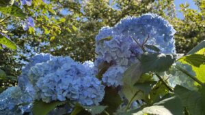 IMG_9876 bd