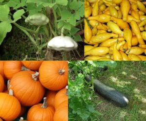 Coup de coeur du mois d’octobre 2026 : les cucurbitacées